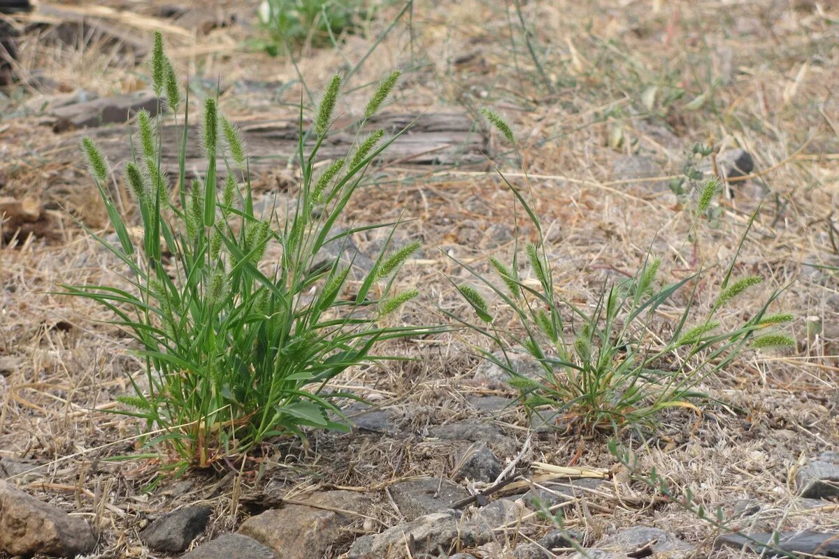 Просянка трава сорняк фото Setaria viridis - Image of an specimen - Plantarium