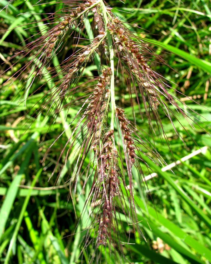 Echinochloa crus-galli - Image of an specimen - Plantarium