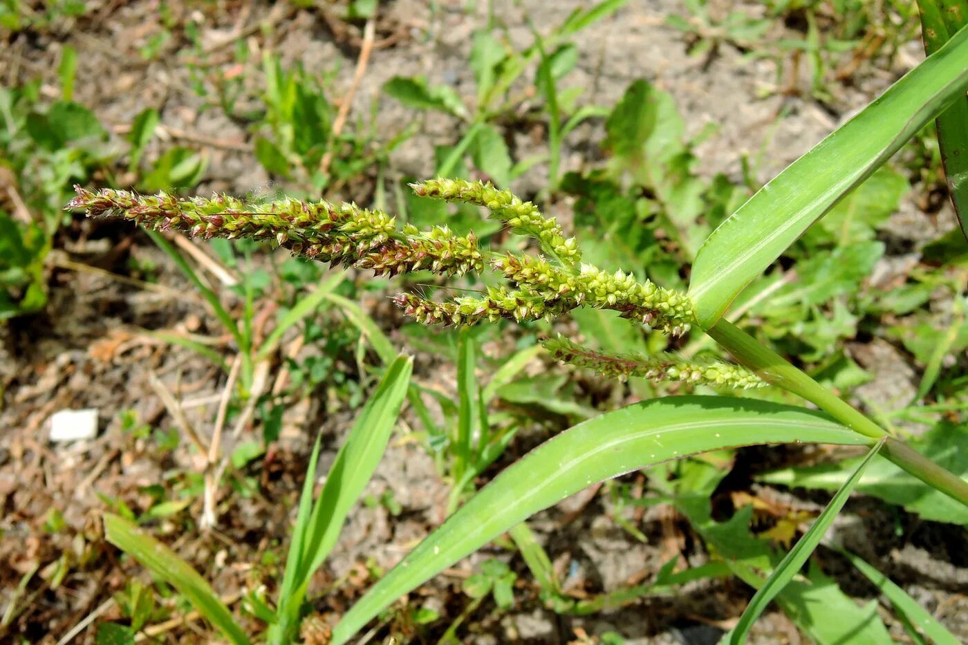 Просянка трава сорняк фото Echinochloa crus-galli - Image of an specimen - Plantarium