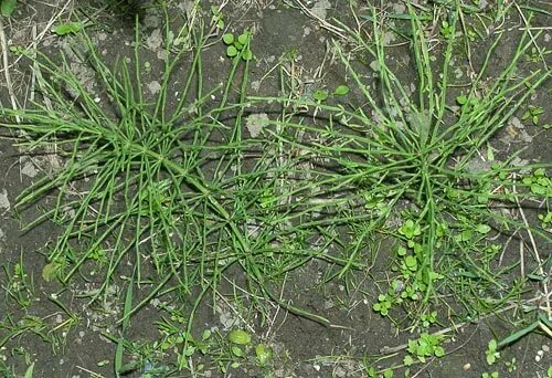 Просянка трава сорняк фото AgroAtlas - Weeds - Equisetum arvense L. - Field Horse-tail