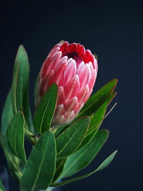 Протея фото цветов Protea Vase Plant - Free photo on Pixabay Protea flower, Australian flowers, Aus