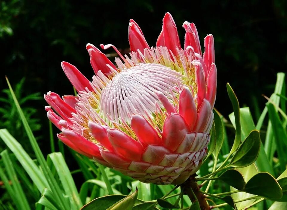 Протея фото цветов Flowers 73 Protea flower, South african flowers, Flowers