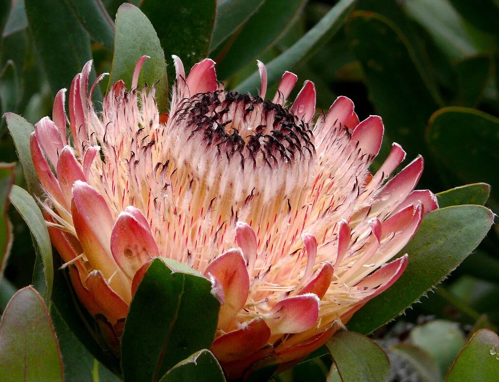 Протея фото цветов Protea 'Susara' #1 Best viewed @ large size Proteaceae - S. Flickr