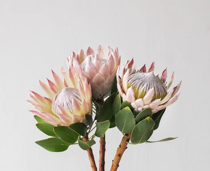 Протея фото цветов Pin on Pink king protea Protea flower, Australian native flowers, Protea art