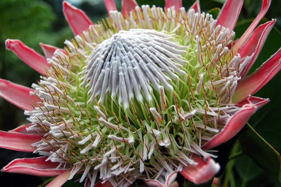 Épinglé sur Protea art en 2024 Fleurs insolites, Tuto aquarelle, Fleurs