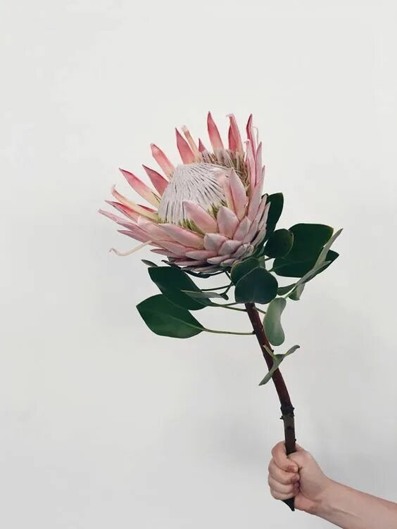 Протея фото цветов Pin by KENDA DAVIS: 3-Peat on Protea Cottage Protea flower, Protea, Australian n