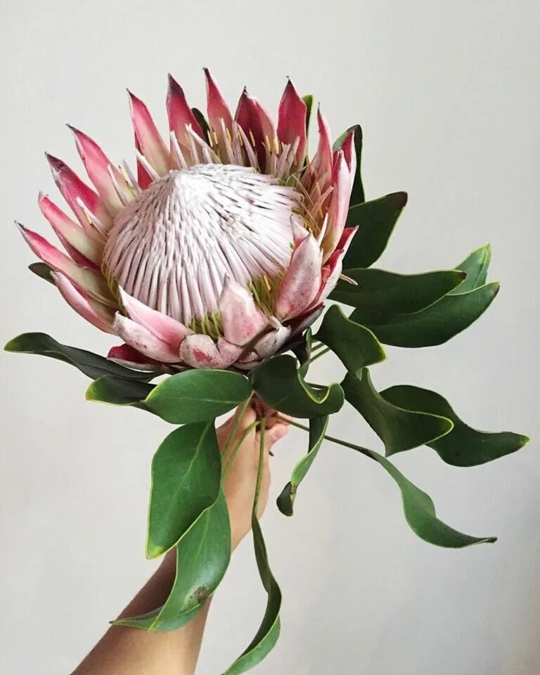 Протея фото цветов Spring Floral Guide Protea flower, Exotic flowers, Flower garden design