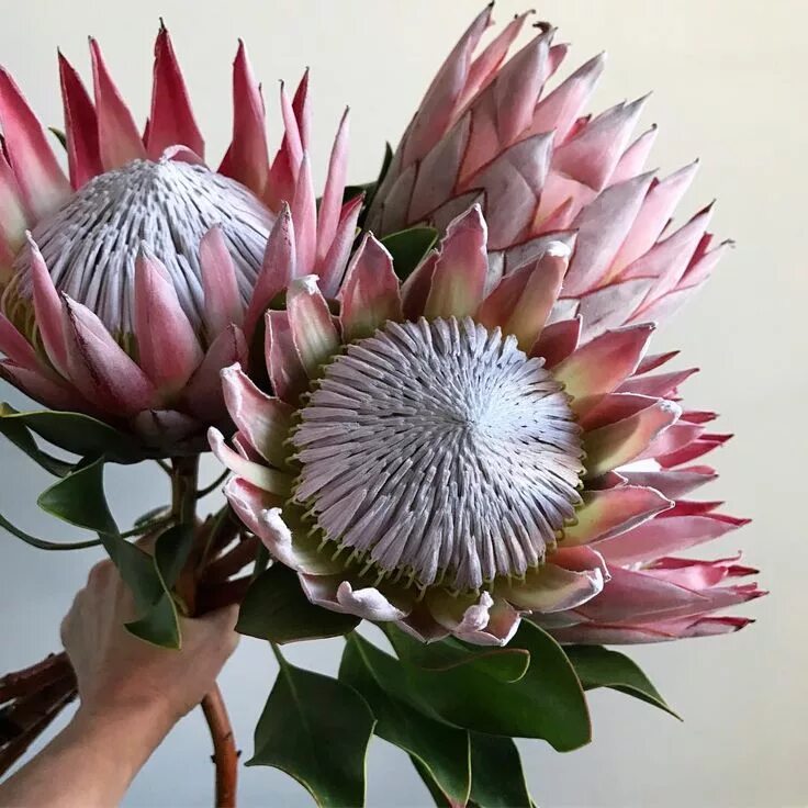 Протея фото цветов king protea to the max - photo by camelback flowershop Protea flower, Australian