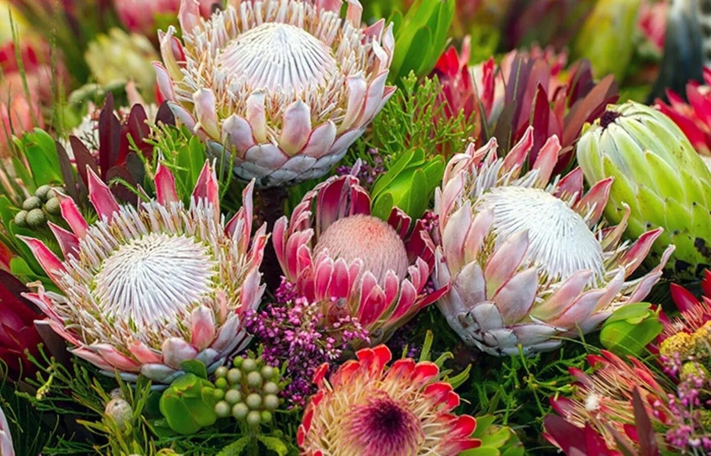 Протея фото цветов Mission Viejo, CA Flower Dictionary from Mission Viejo Florist Protea art, Prote