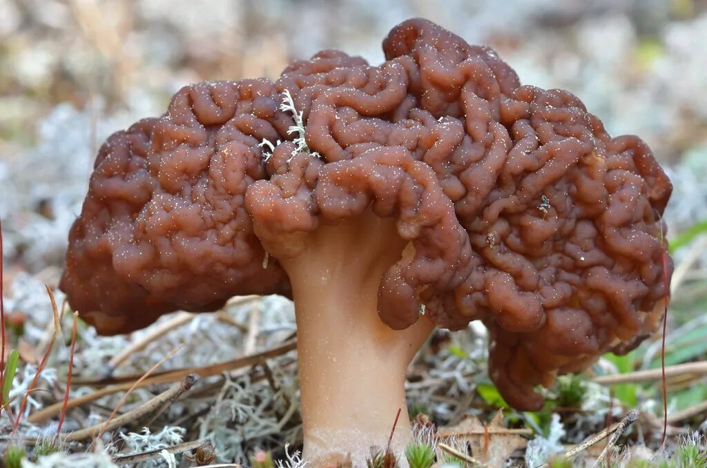 Противник гриб как выглядит фото Gyromitra esculenta / gyromitre commun, false morel Flickr