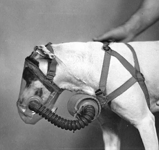 Horse Gas Mask 2 1stdibs.com