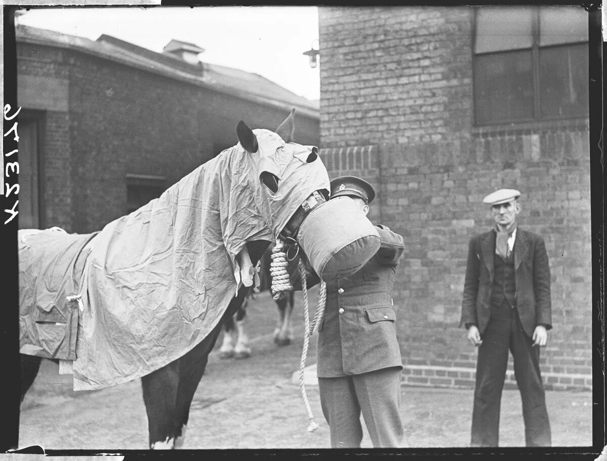 Противогаз для лошади фото British horse being fitted with protective gear, including a gas mask, WW1, 1914