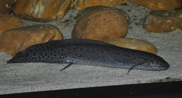 Протоптер рыба фото и описание FISH, ABLE TO BREATHE ON THE DRY The lungfish is an ancient group of fish that c