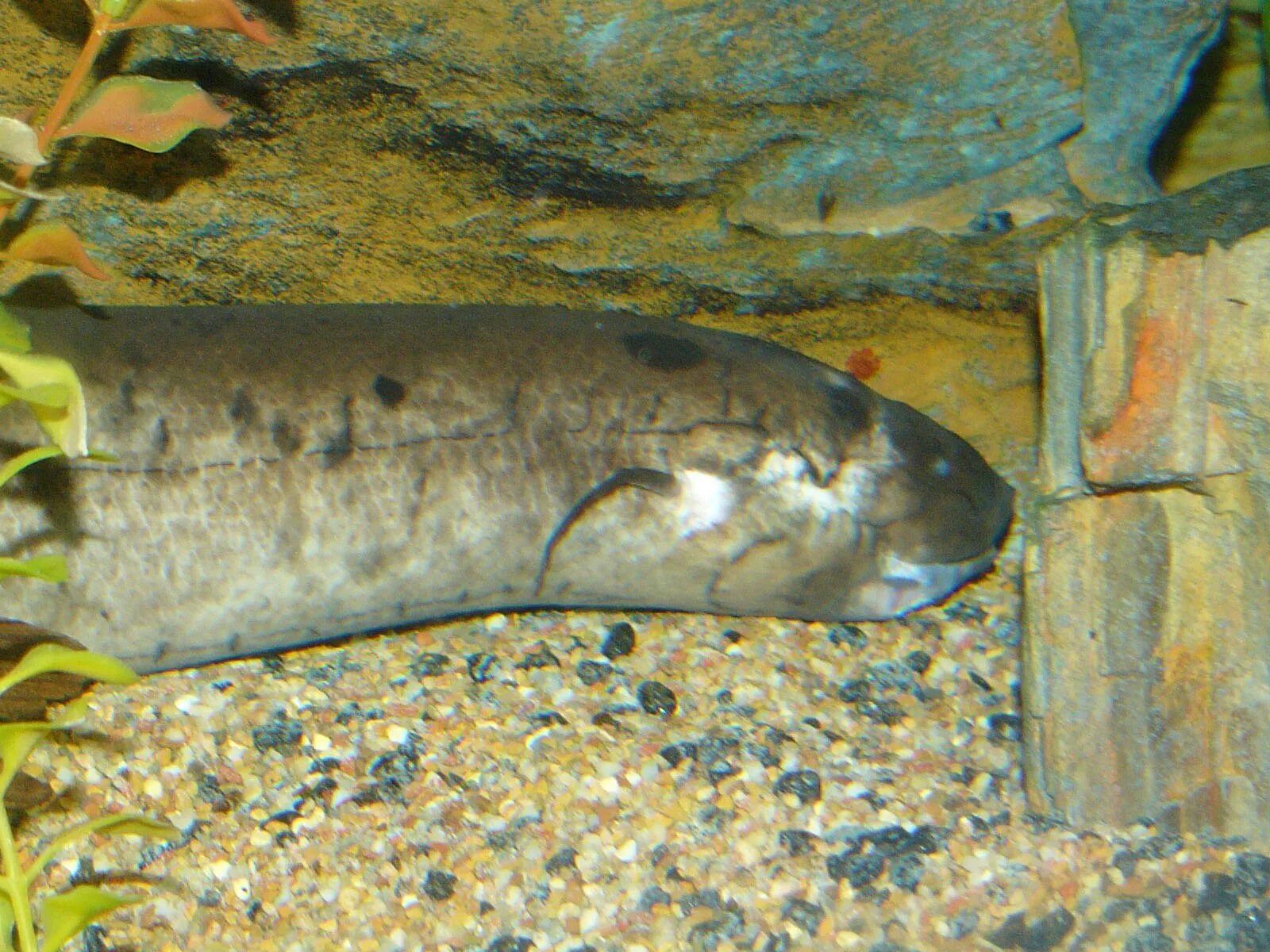 Протоптер рыба фото и описание South African Lungfish