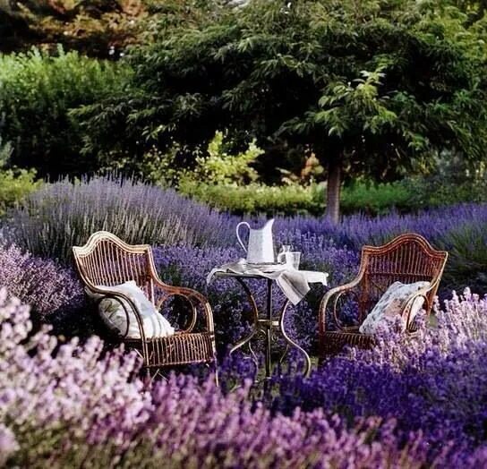 Прованс в ландшафтном дизайне Lavender Beautiful gardens, Gorgeous gardens, Lavender garden