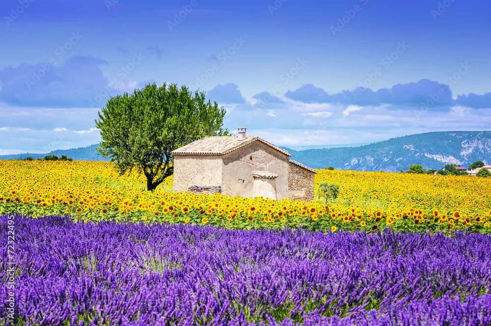 Прованс верхняя ул 13 фото sunflower field over cloudy blue sky фотография Stock Adobe Stock