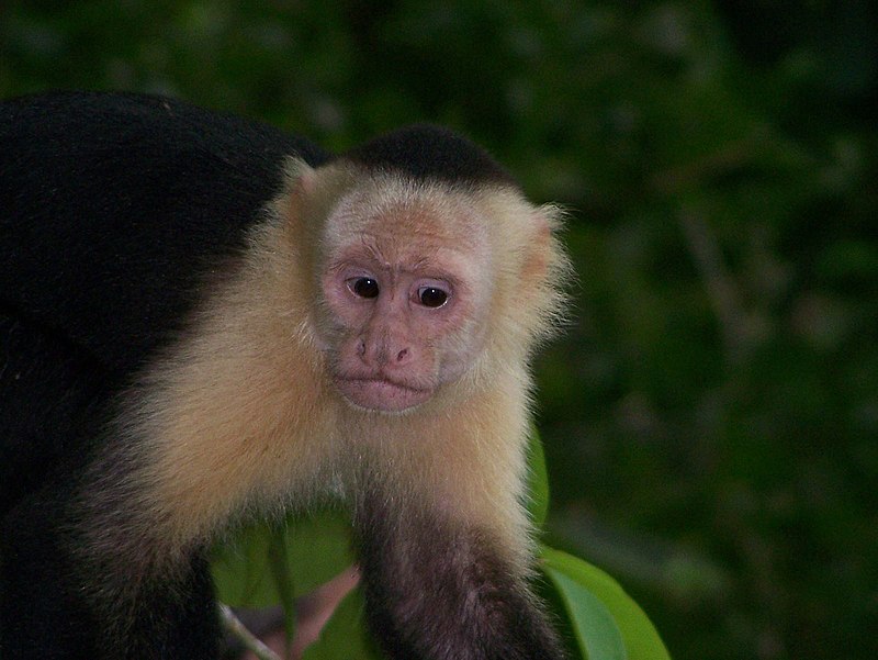 Провет капуцин ул попова 5 мытищи фото File:White-faced capuchin monkey 4.jpeg - Wikipedia