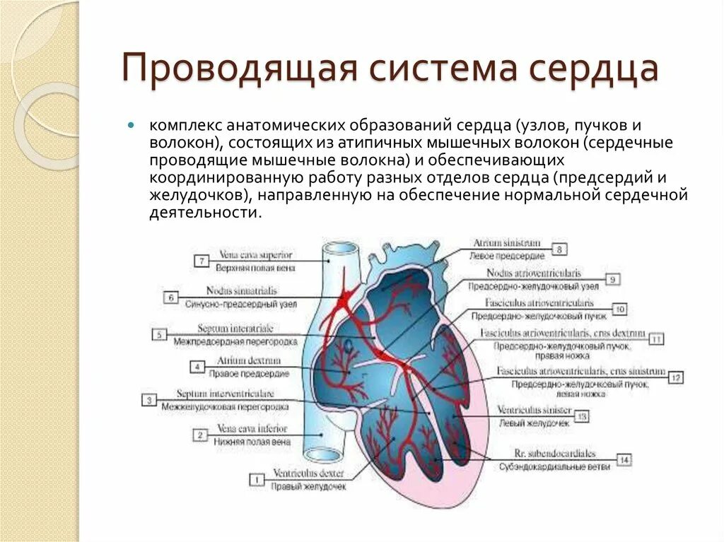 Проводящая система сердца фото Проводящая система органов