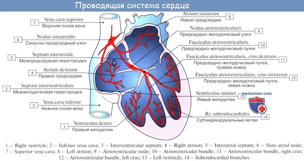 Проводящая система сердца фото Анатомия: Проводящая система сердца