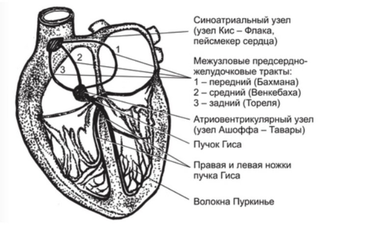 Проводящая система сердца фото Различия в типах тахикардий: виды и профилактика развития тахикардии