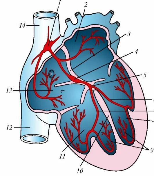 Проводящая система сердца фото 81.Сердце. Строение стенок и камер. Проводящая система сердца. Схема. См 82
