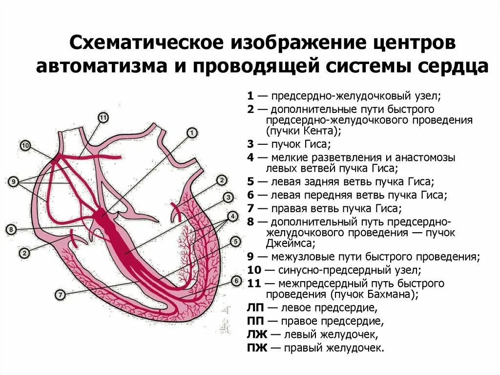 Файл:Heart conductive system.jpg - Вікіпедія