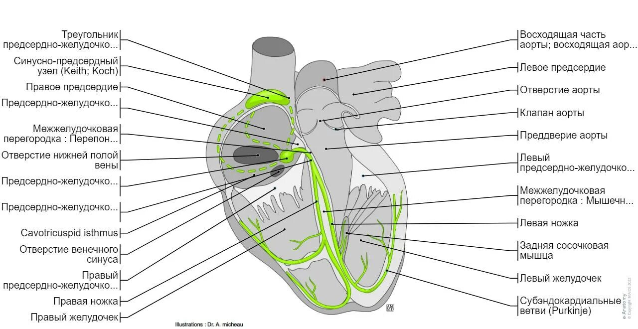 Проводящая система сердца фото Сердце : нормальная анатомия e-Anatomy