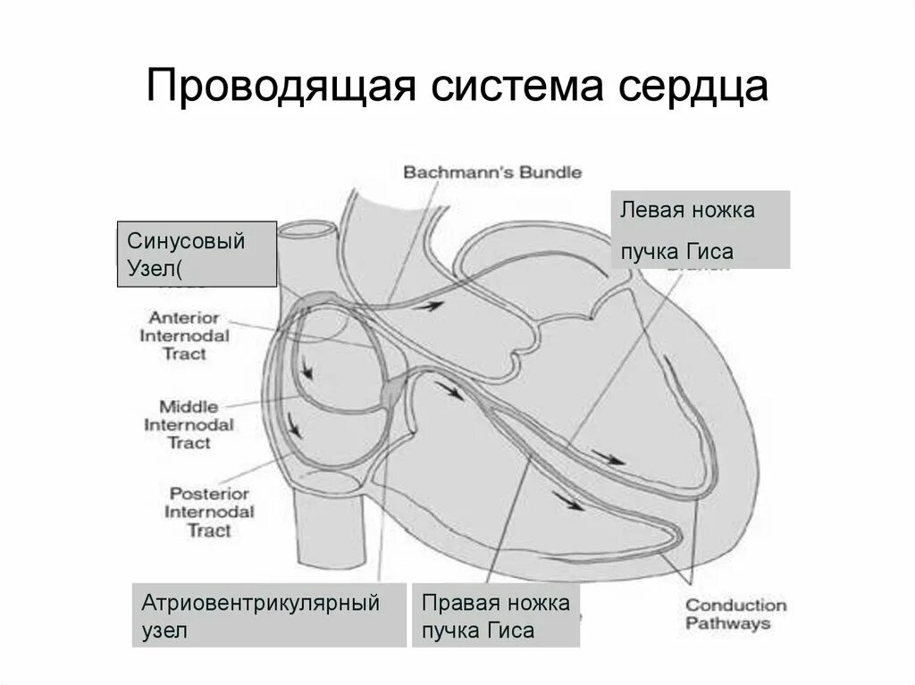 Проводящая система сердца фото Картинки ПРОВОДЯЩАЯ СИСТЕМА СЕРДЦА АНАТОМИЯ