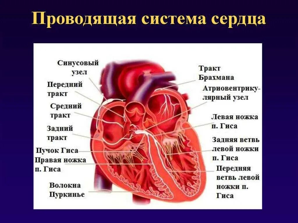 Проводящая система сердца фото Нарушения сердечного ритма и СОАС - связь, современные подходы к диагностике и л