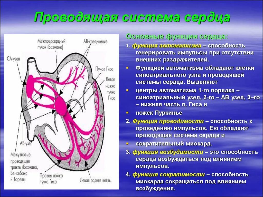 Проводящая система сердца фото Какие клетки формируют проводящую систему сердца