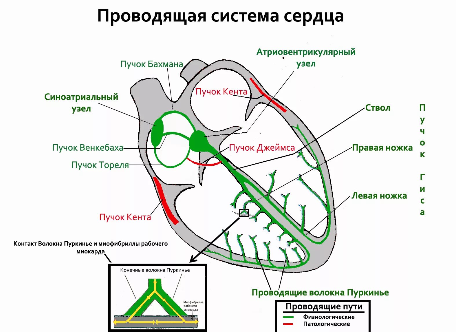 Проводящая система сердца фото Файл:Heart conductive system.jpg - Вікіпедія