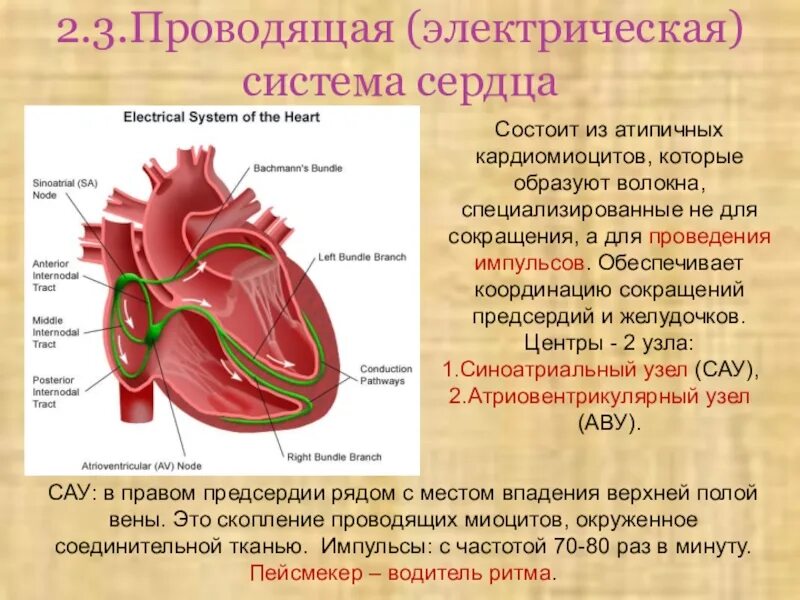 Проводящая система сердца фото Проводящая система сердца состоит из: найдено 90 изображений