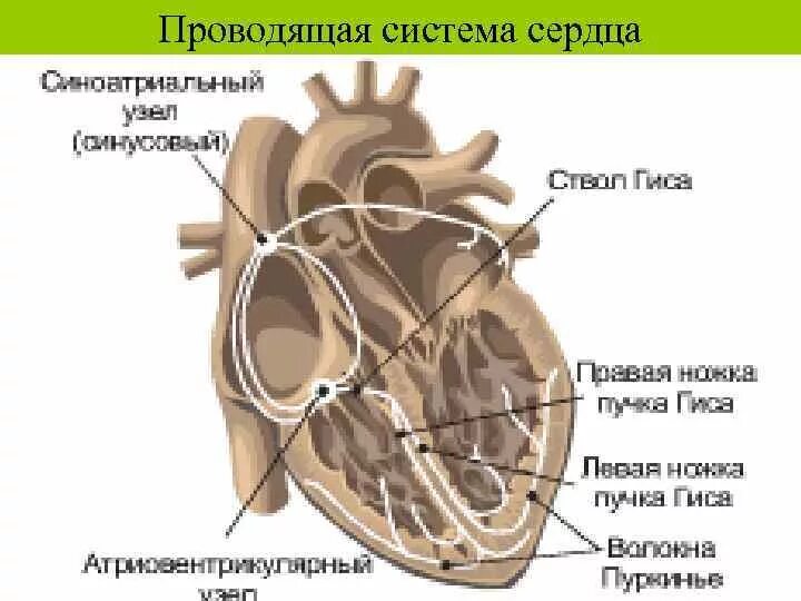 Проводящая система сердца фото Проводящая система рисунок