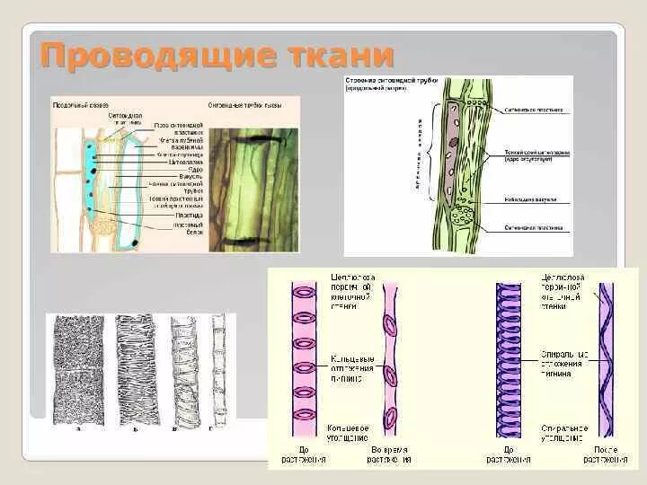 Проводящая ткань фото Картинки 2 ТИПА ПРОВОДЯЩЕЙ ТКАНИ