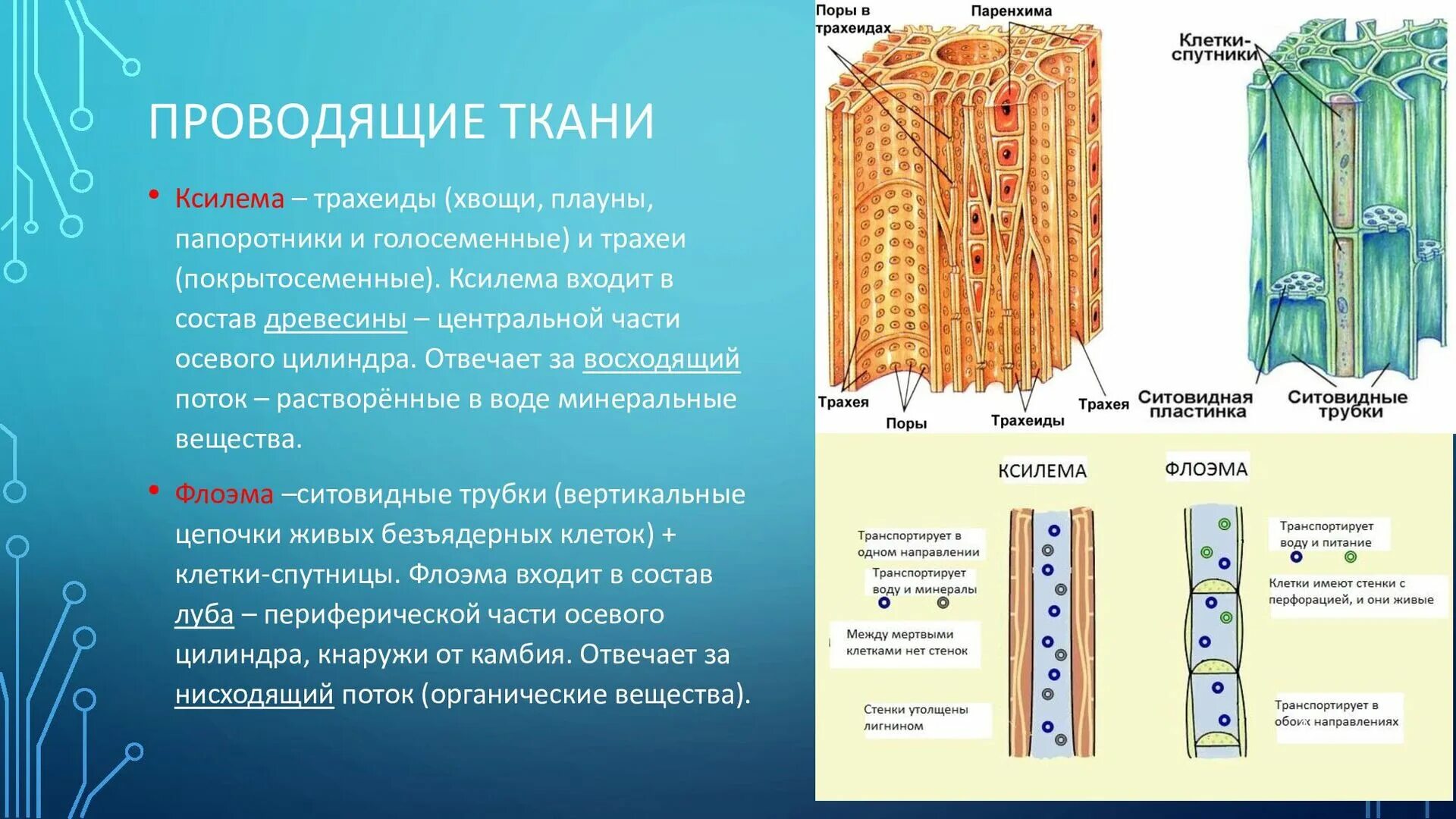 Проводящая ткань фото Растения.Раздел_2_6.pdf - Speaker Deck