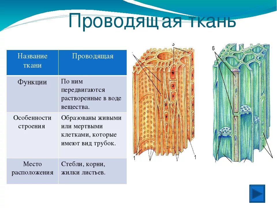 Проводящая ткань фото Картинки ВЕЩЕСТВА ПЕРЕДВИГАЮЩИЕСЯ ПО СИТОВИДНЫМ ТРУБКАМ ЛУБА