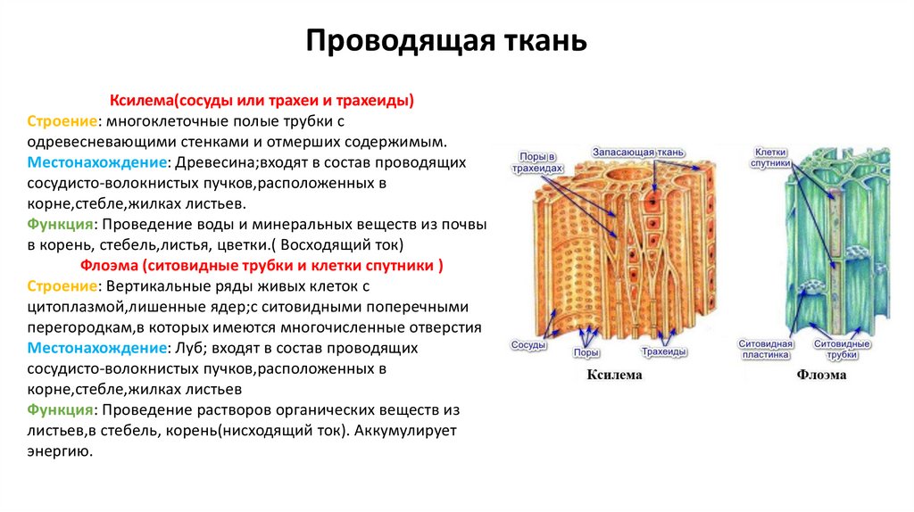 Проводящая ткань фото Описание проводящей ткани растения - найдено 84 фото