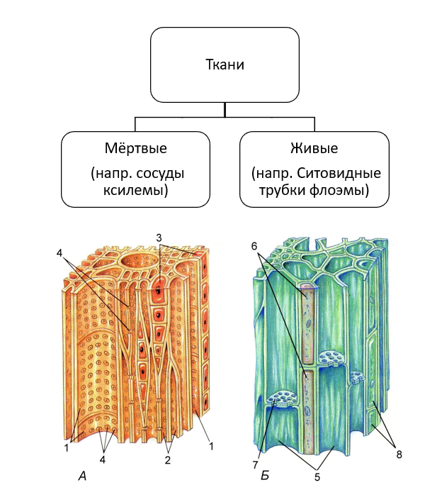 Конспект по биологии "Растительная ткань" - УчительPRO