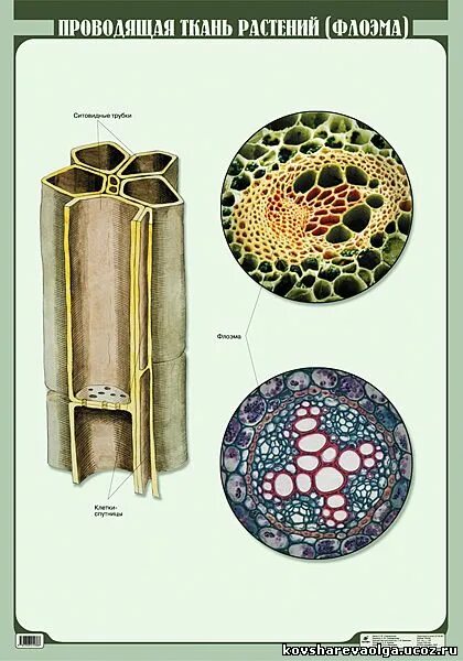 Проводящая ткань фото Сайт учителя биологии Ковшаревой Ольги - Печатные таблицы