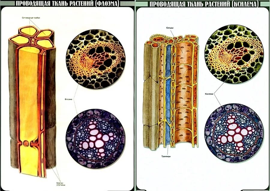 Проводящая ткань фото Конспект по биологии "Растительная ткань" - УчительPRO