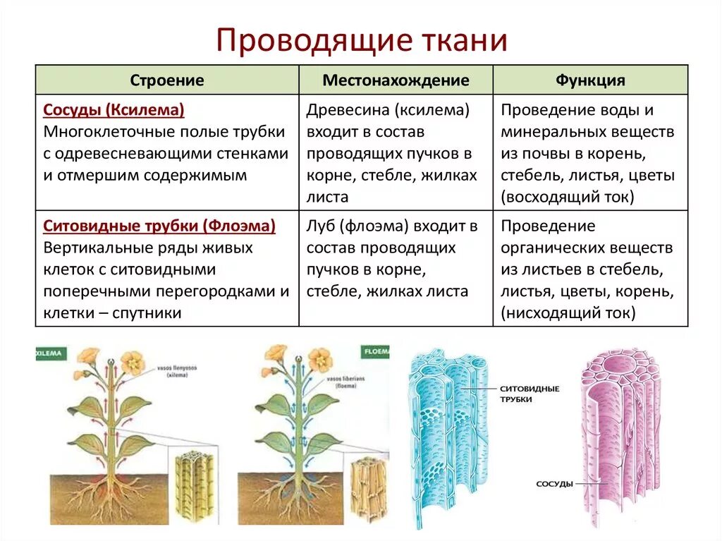 Проводящая ткань фото Картинки ПОЯВЛЕНИЕ ПРОВОДЯЩИХ ТКАНЕЙ У РАСТЕНИЙ