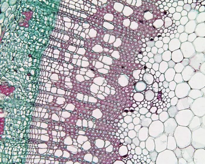 Проводящая ткань фото под микроскопом Проводящая ткань: особенности строения