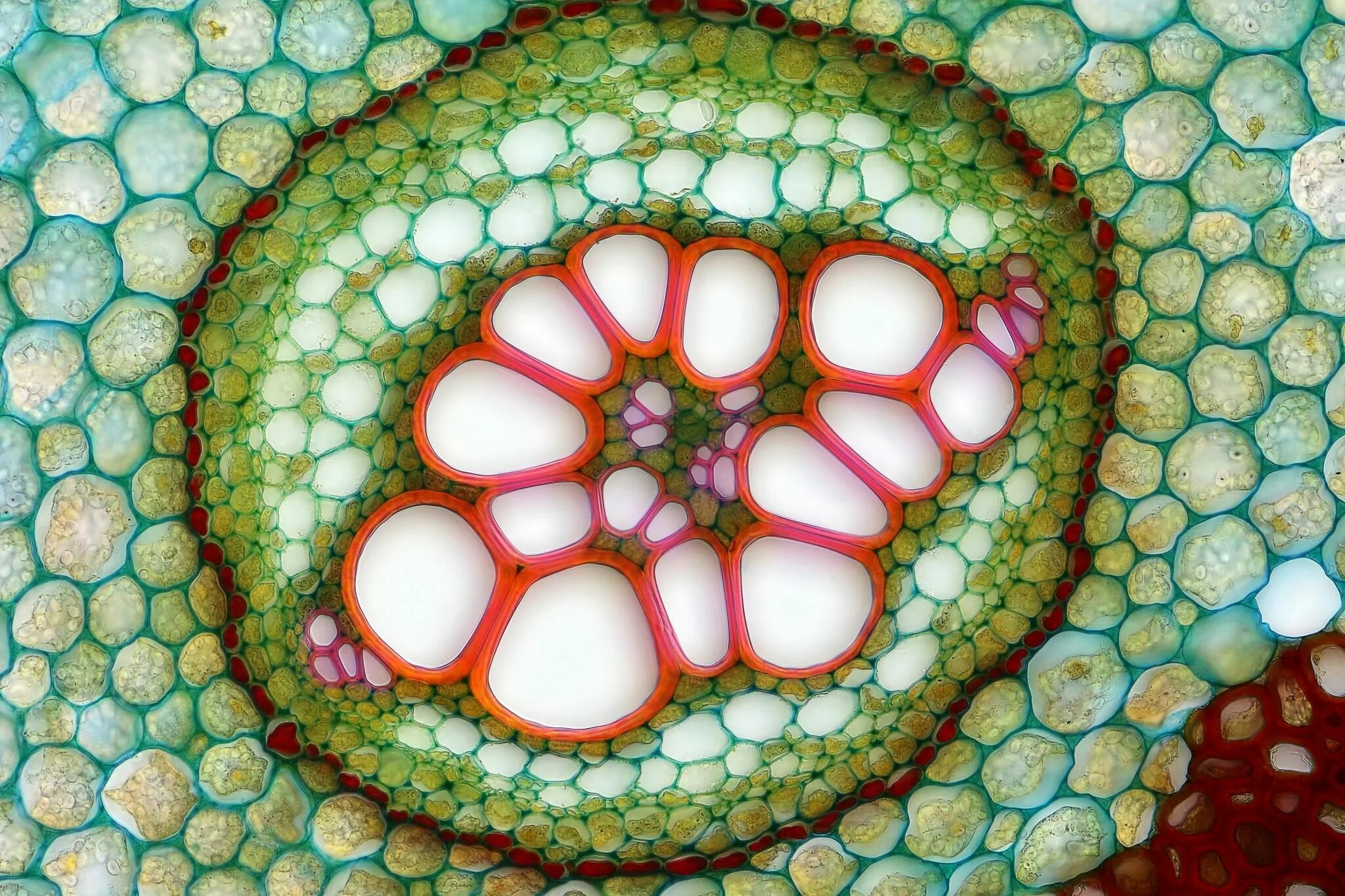 File:Herbaceous Dicot Stem Xylem Vessels Cucurbita (35463815631).jpg - Wikipedia