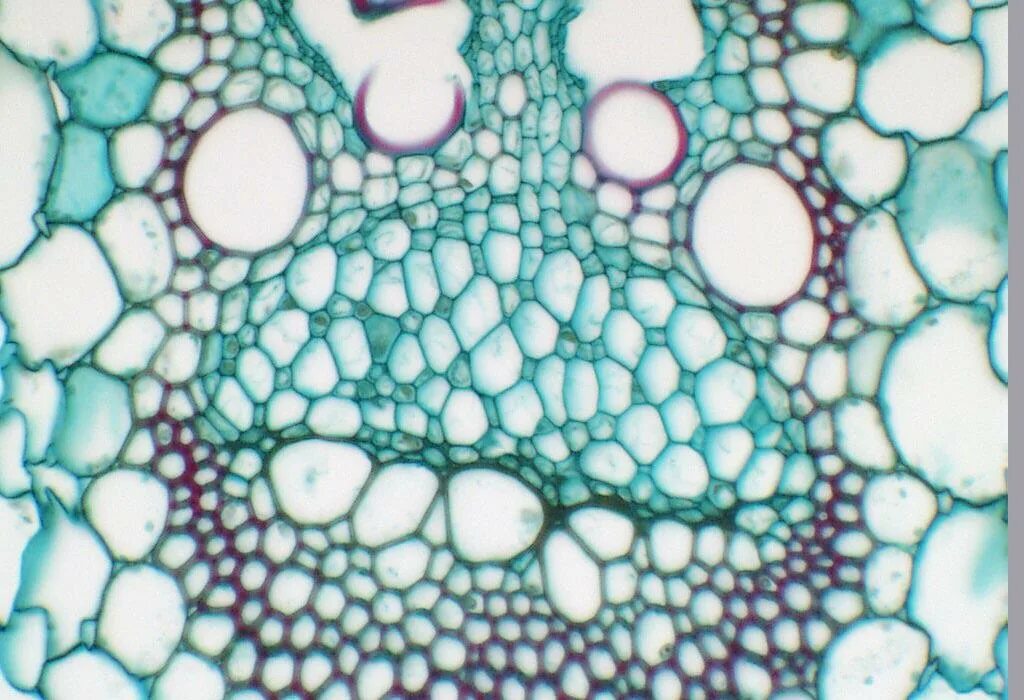 Проводящая ткань фото под микроскопом Phloem with sieve tube members and companion cells in cross section of Zea stem 