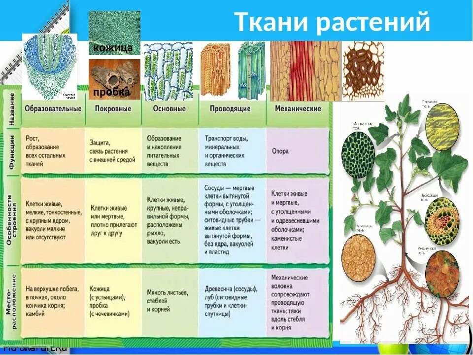 Проводящие ткани растений фото Картинки ПРИМЕРЫ ОБРАЗОВАТЕЛЬНЫХ ТКАНЕЙ РАСТЕНИЙ