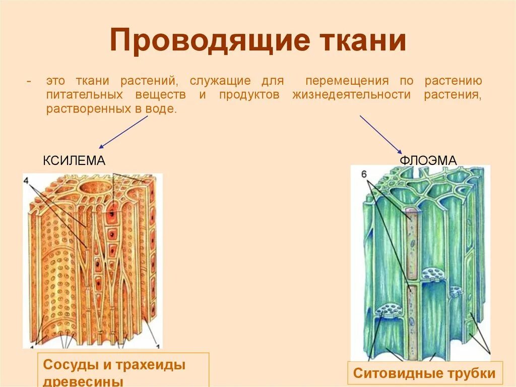 Проводящие ткани растений фото Картинки 2 ТИПА ПРОВОДЯЩЕЙ ТКАНИ