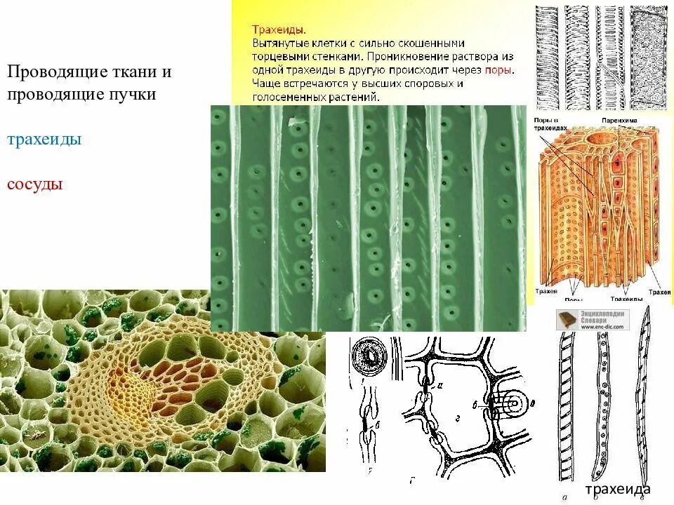 Презентация Ткани растений