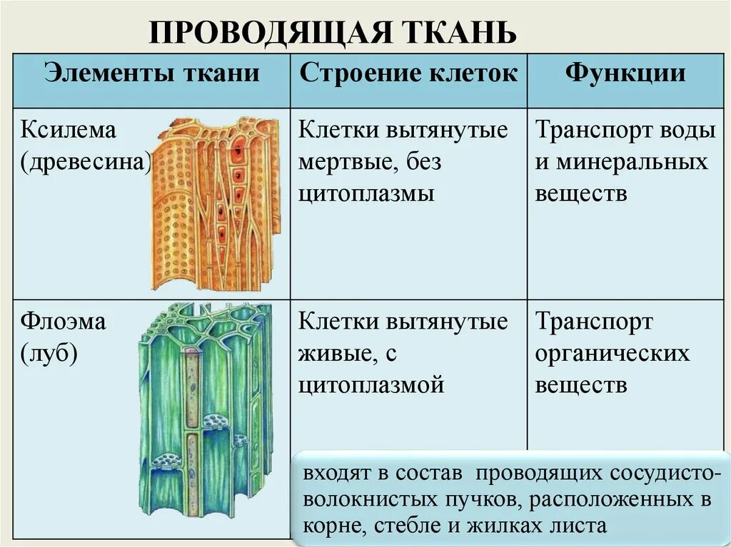 Проводящие ткани растений фото Органы растений проводящие ткани