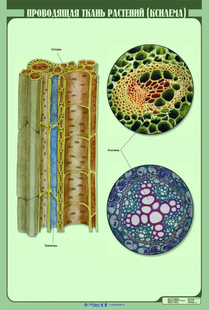 Проводящие ткани растений фото Проводящая ткань растений (ксилема) - наглядное пособие - Корпорация Российский 