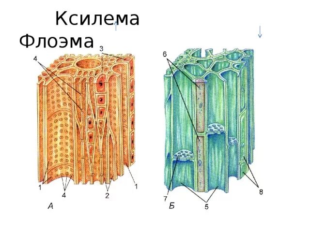 Проводящие ткани растений фото Внутреннее строение стебля. Многообразие стеблей. Презентация